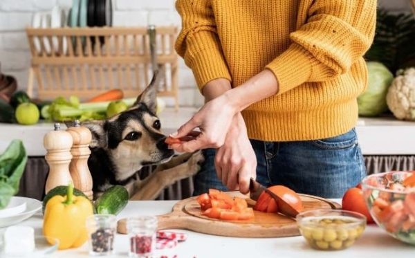 5 ingredients you should know are harmful to your pets - Haybo Wena SA