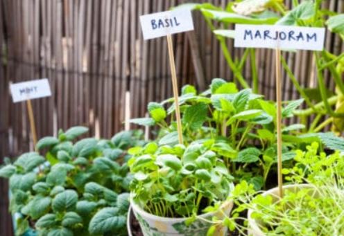 The ultimate guide to growing herbs at home - Haybo Wena SA